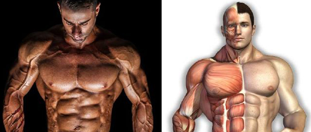 Trenbolone : efficacité, effets secondaires et dosages Trenbolone : efficacité, effets secondaires et dosages